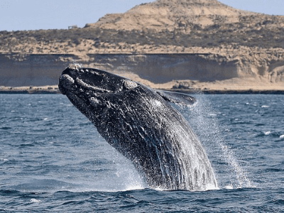 Ballenas, Galeses Y Cordillera